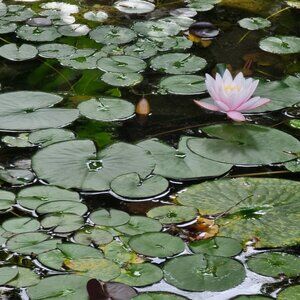 Meet your Posher, Catalina